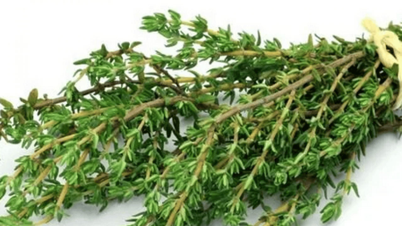 Foto - Anadolu'dan dünyaya yayılan kekik o hastalığın şifa kaynağı olacak! Kekikteki karvakrol... Kekik bitkisi, doğal destek