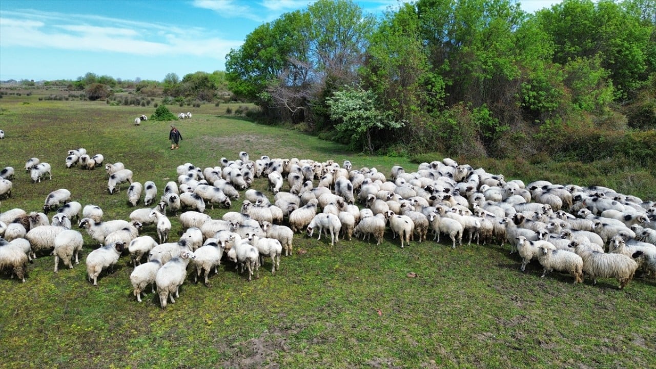 Foto - Anadolu'nun cömert ev sahibi Yayla göçünde sürülere nefes oluyor