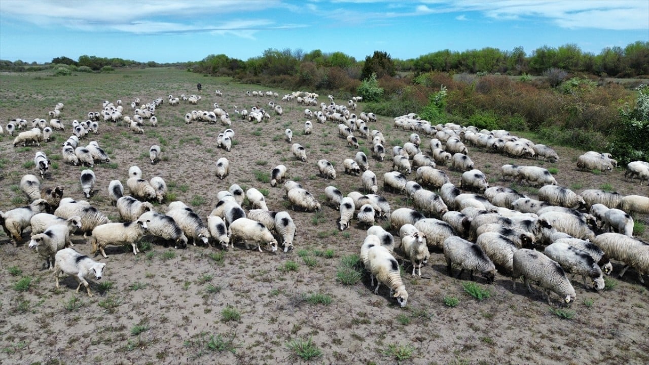 Foto - Anadolu'nun cömert ev sahibi Yayla göçünde sürülere nefes oluyor
