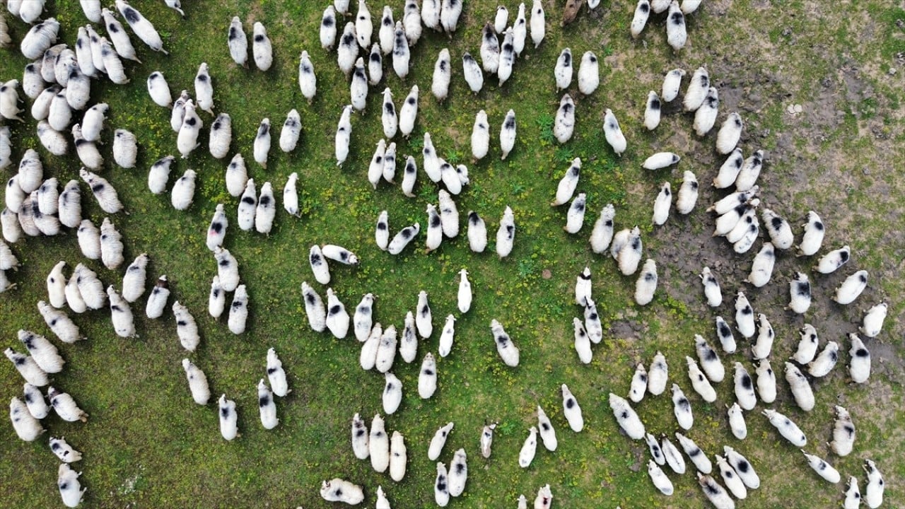 Foto - Anadolu'nun cömert ev sahibi Yayla göçünde sürülere nefes oluyor