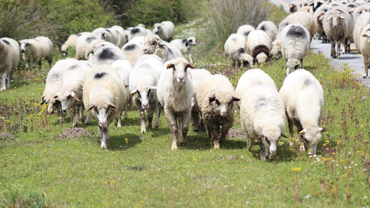 Foto - Anadolu'nun cömert ev sahibi Yayla göçünde sürülere nefes oluyor