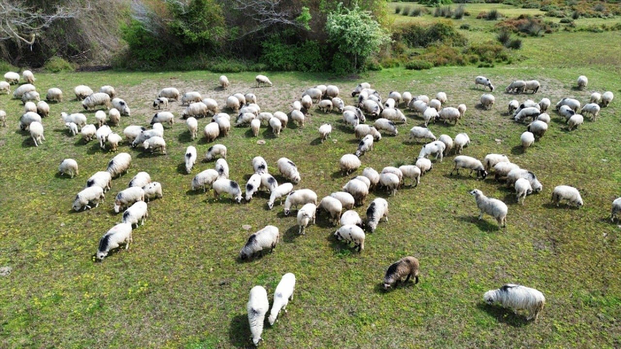 Anadolu'nun cömert ev sahibi Yayla göçünde sürülere nefes oluyor