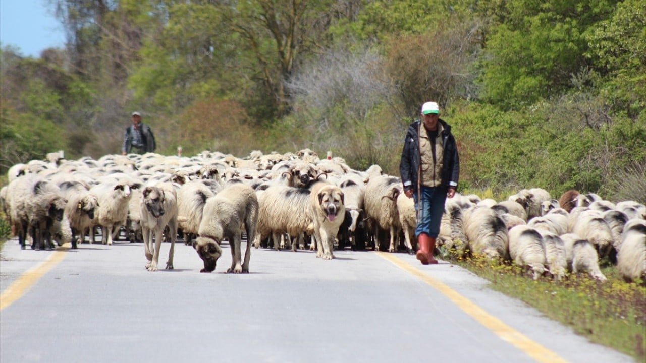 Foto - Anadolu'nun cömert ev sahibi Yayla göçünde sürülere nefes oluyor