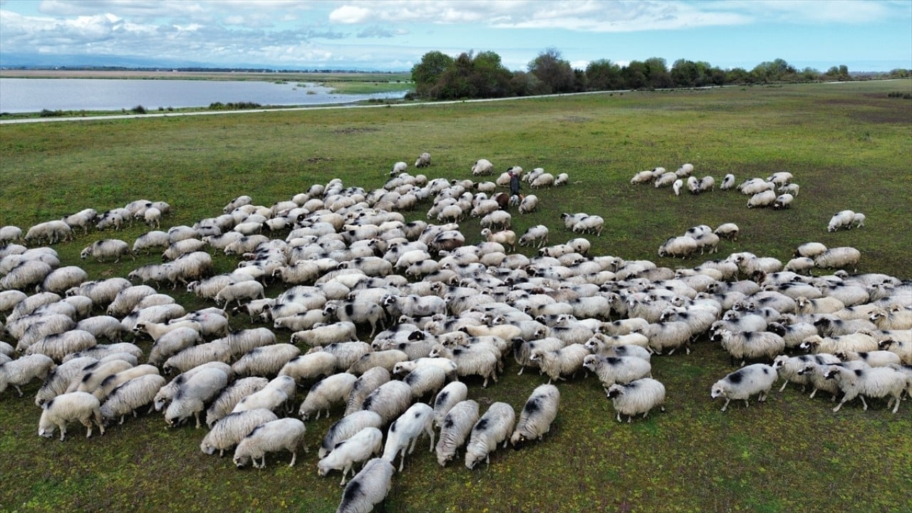 Foto - Anadolu'nun cömert ev sahibi Yayla göçünde sürülere nefes oluyor