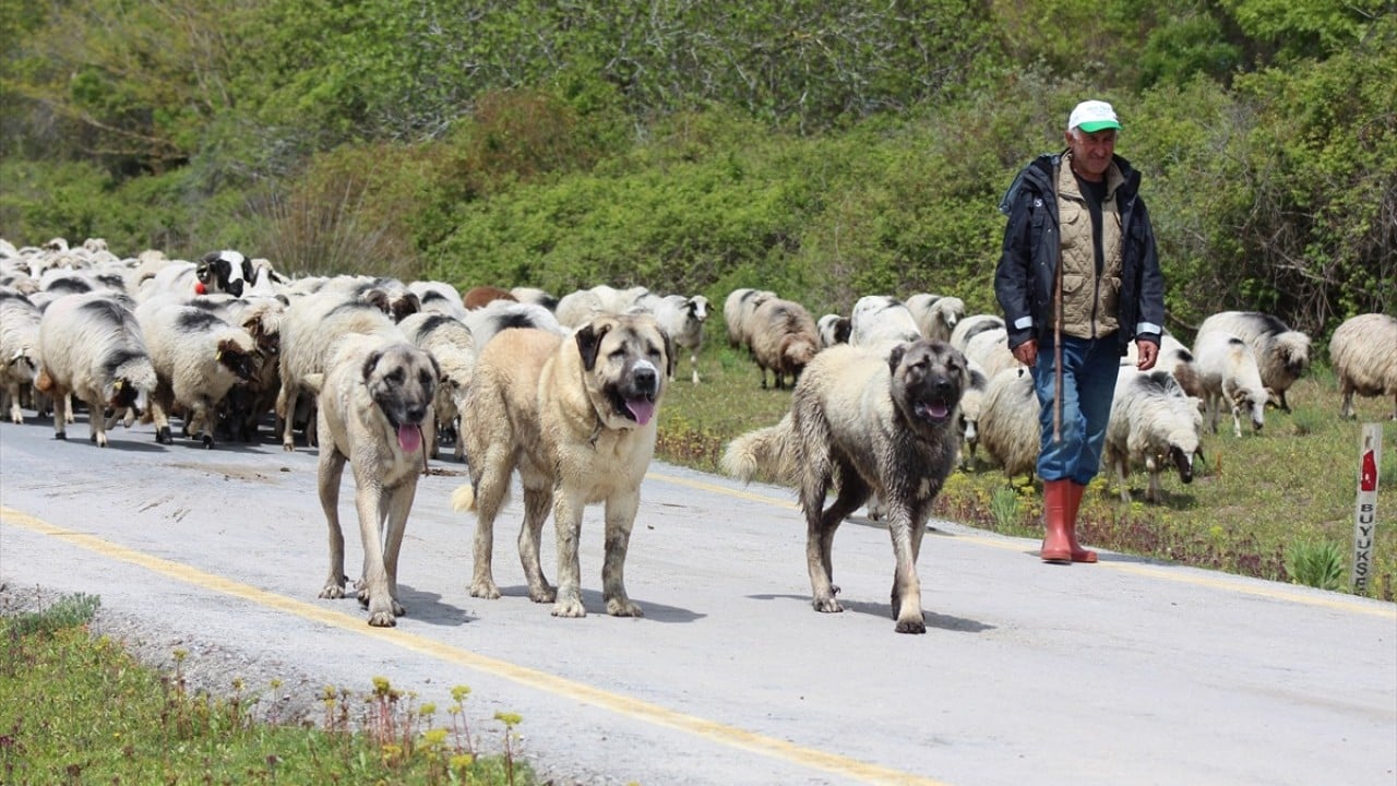 Foto - Anadolu'nun cömert ev sahibi Yayla göçünde sürülere nefes oluyor
