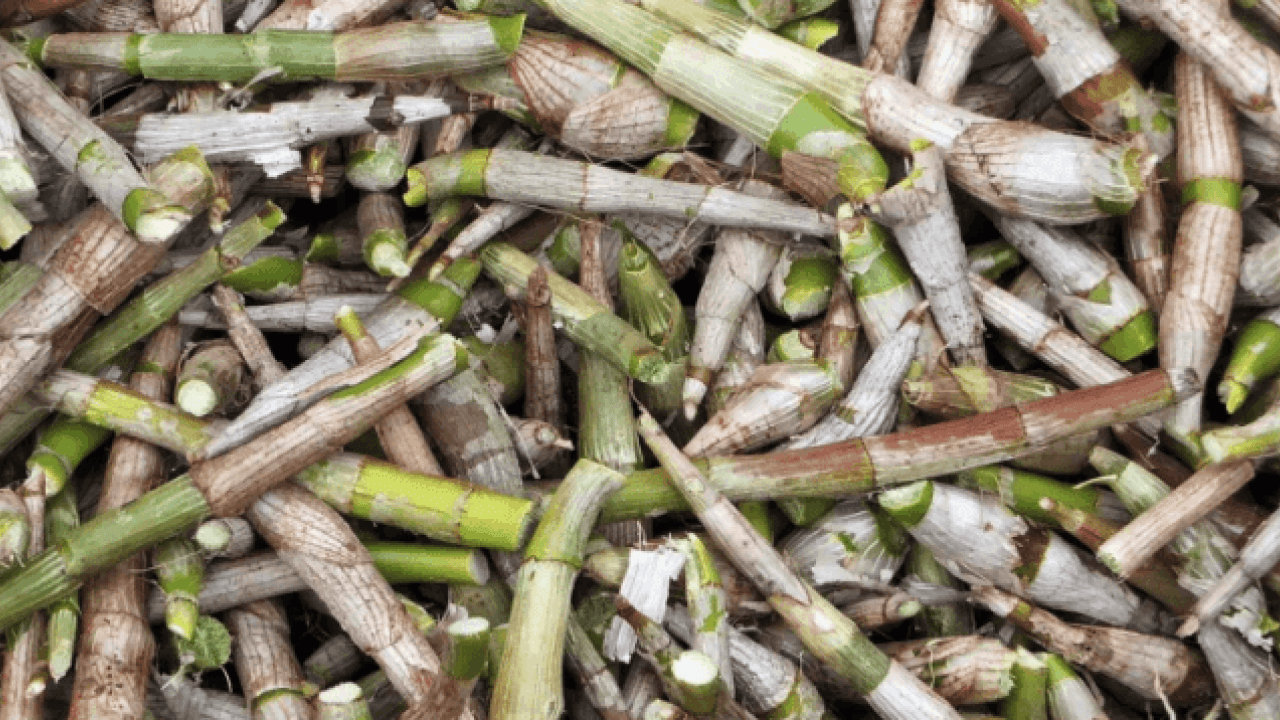 Analizler, araştırmalar sonucu açıklandı... Süper bitki şekeri düşürüyor, kalbi güçlendiriyor: