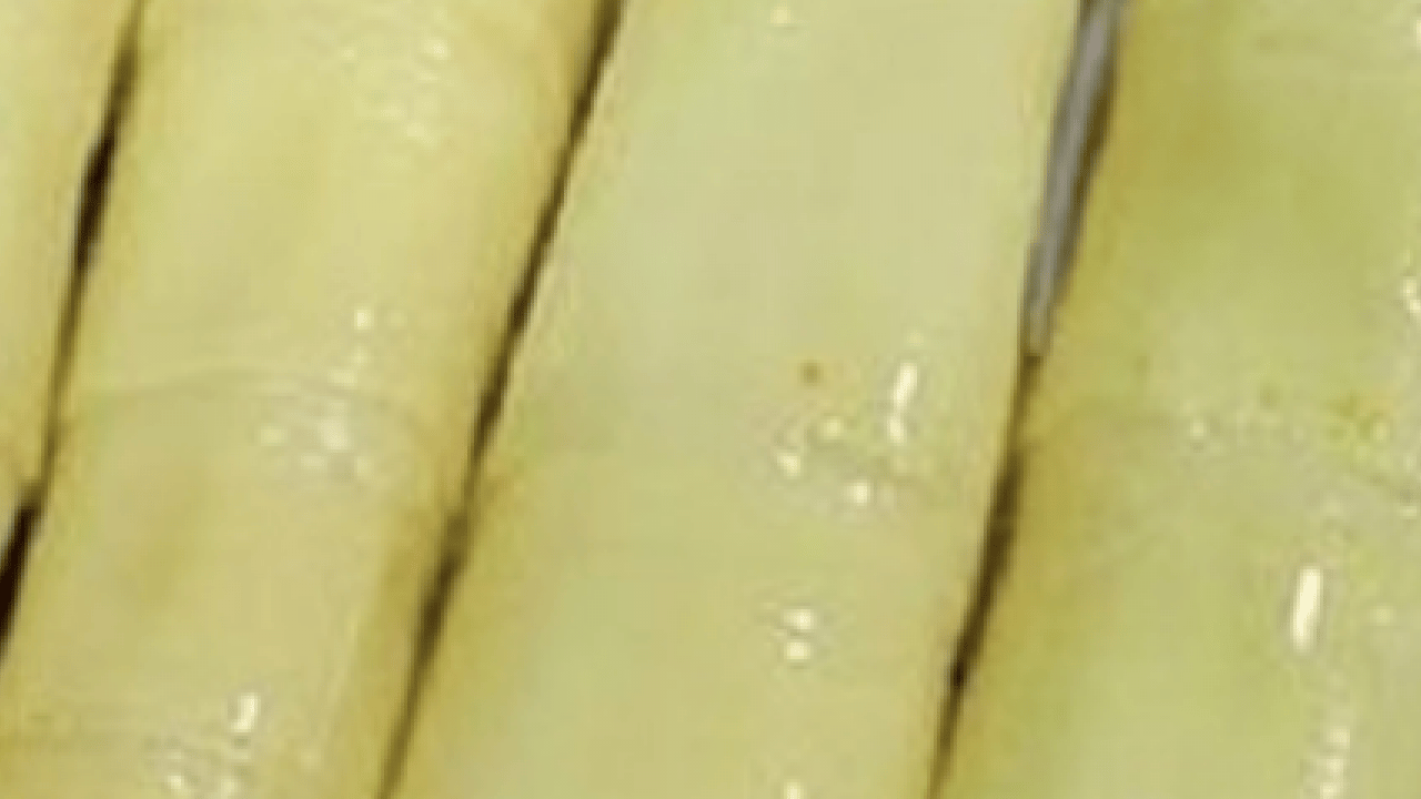 Foto - Analizler, araştırmalar sonucu açıklandı... Süper bitki şekeri düşürüyor, kalbi güçlendiriyor: