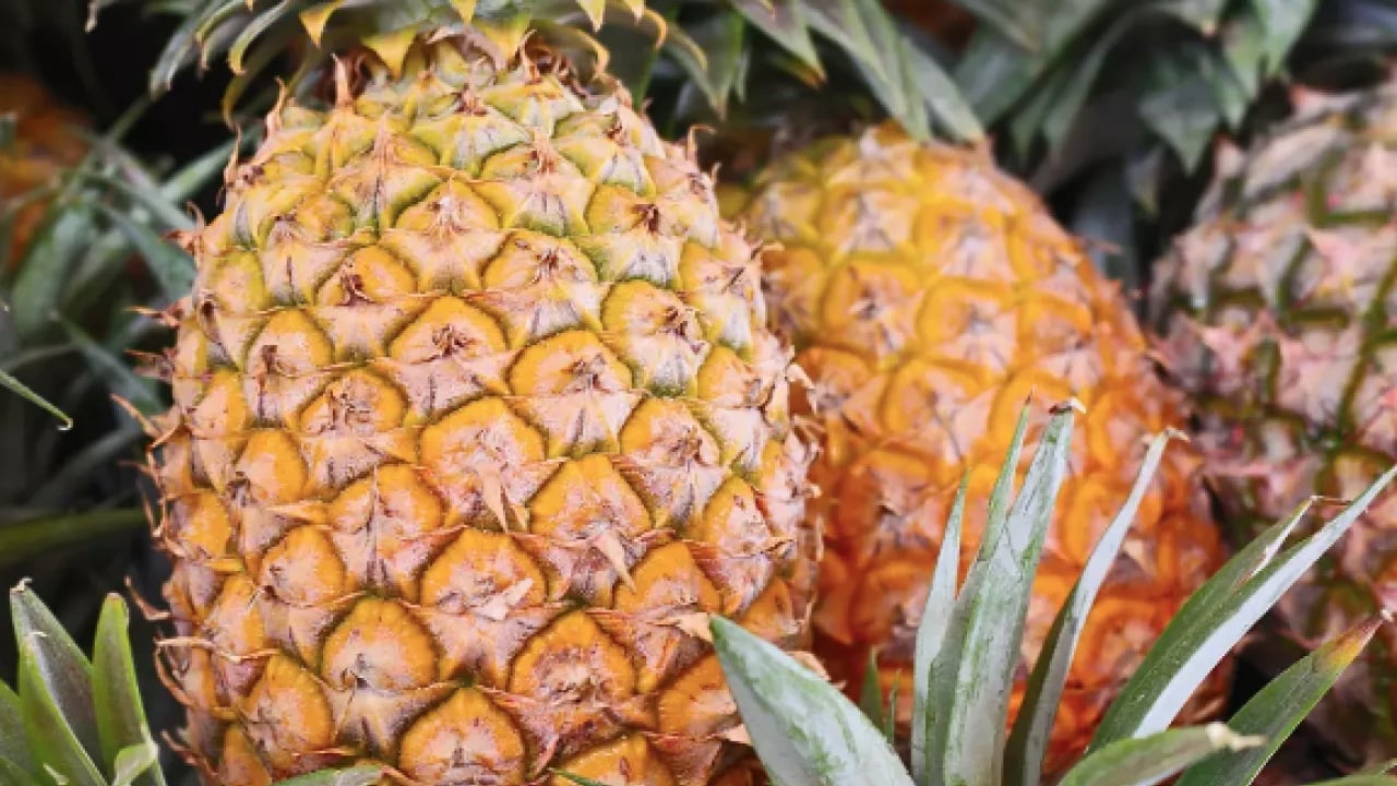 Foto - Ananas fazlasını yemek zararlı: İçeriğe bakın neler neler oluyor! Zararı ortaya çıktı