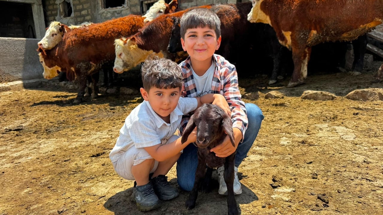 Angus ve Hereford düveler teslim edildi! Kırsalda bereket kapısı açıldı
