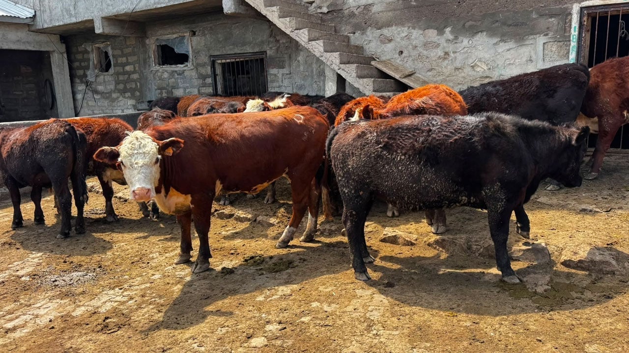 Foto - Angus ve Hereford düveler teslim edildi! Kırsalda bereket kapısı açıldı