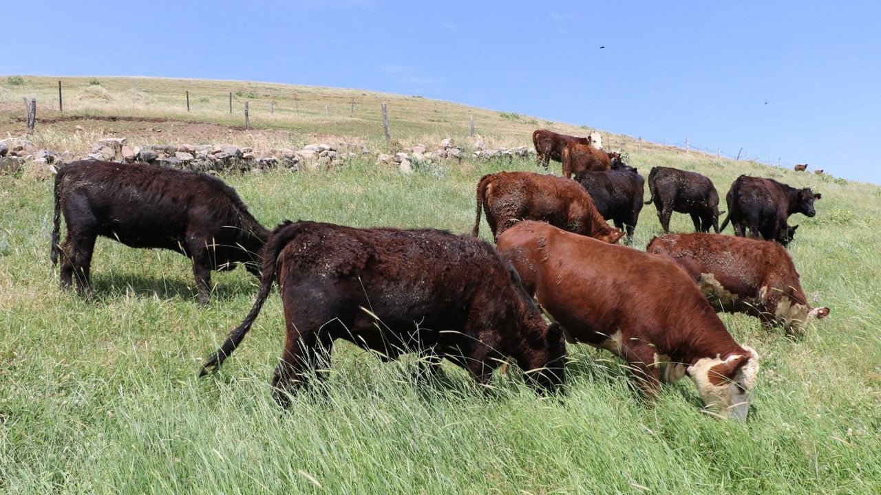 Foto - Angus ve Hereford düveler teslim edildi! Kırsalda bereket kapısı açıldı