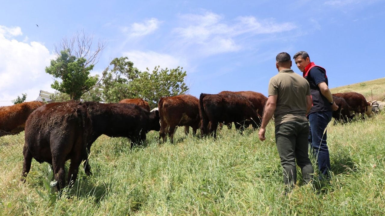 Foto - Angus ve Hereford düveler teslim edildi! Kırsalda bereket kapısı açıldı