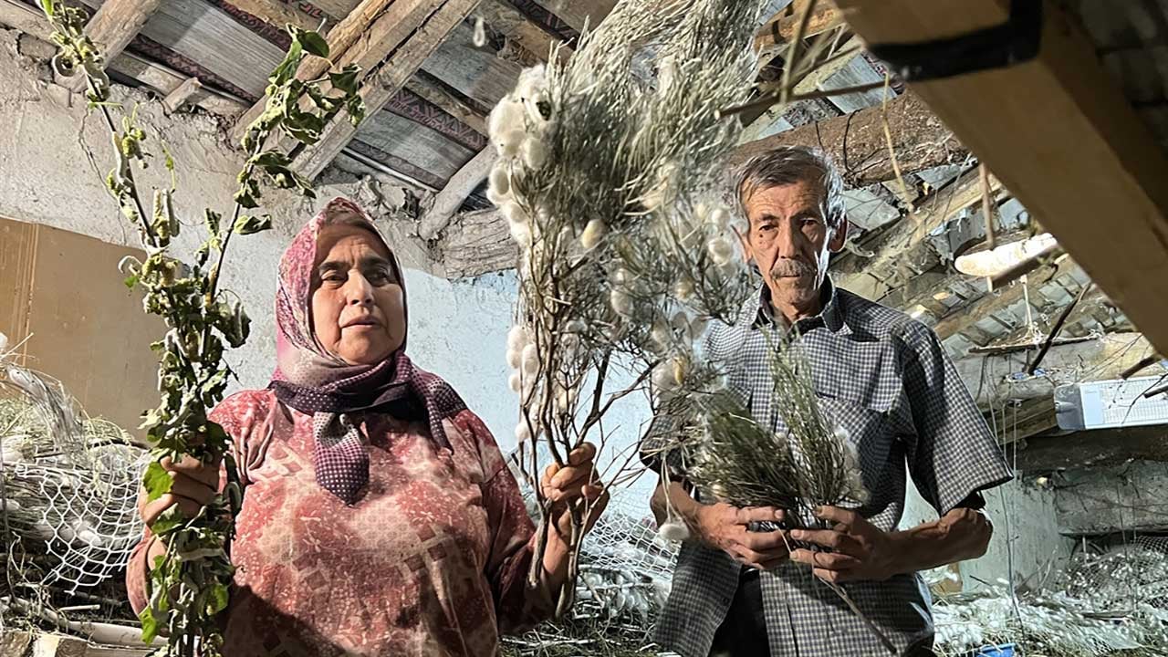 Foto - Ankara'da 60 yıllık ata mesleğine ömür adadı! Nallıhanlı Ahmet Öztürk, ipek böceği kozasından 216 bin lira gelir sağladı