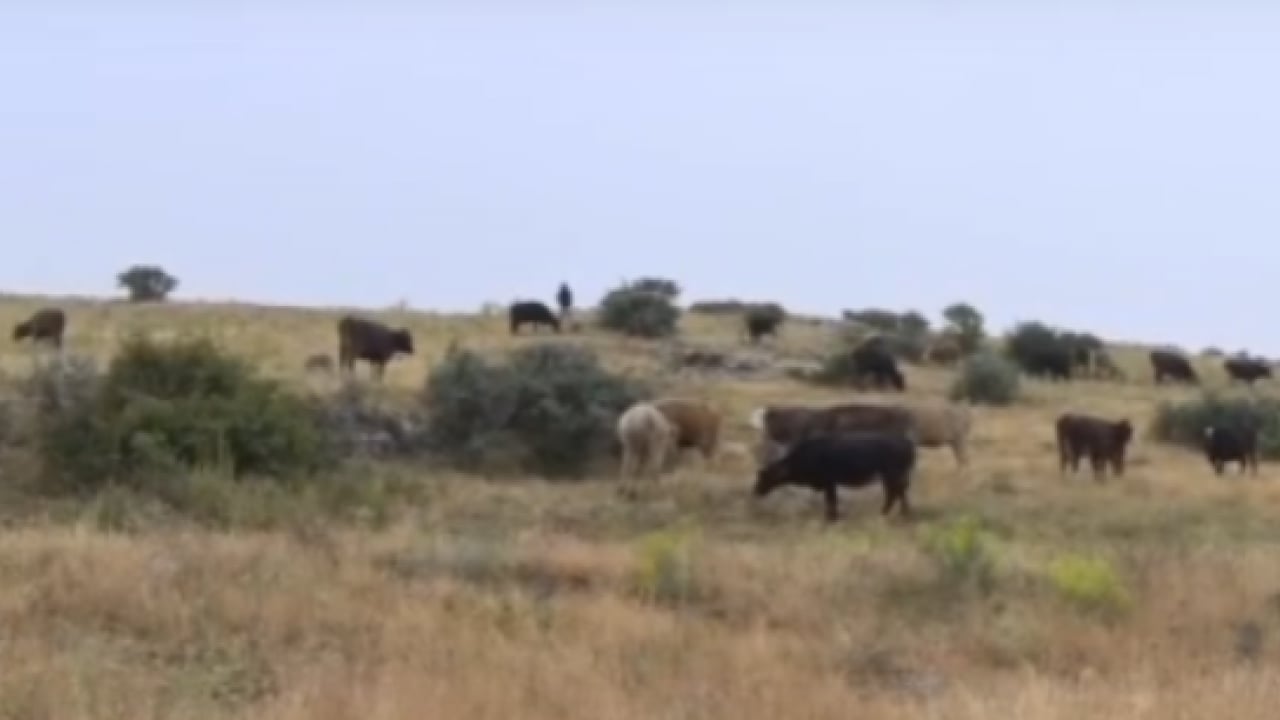 Foto - Ankara'da feci ölüm: Koyunlarını otlatmak isterken canından oldu!