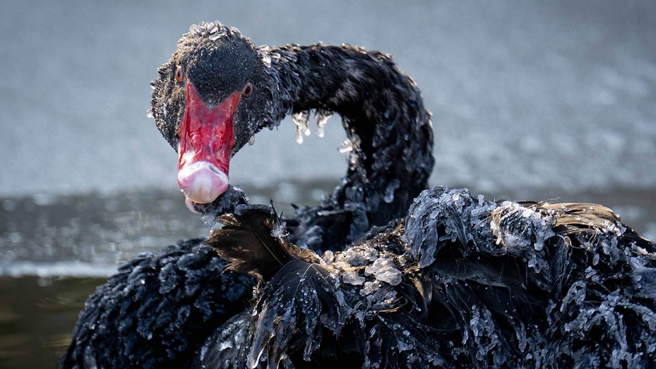 Foto - Ankara'da kuğular bile buz tuttu