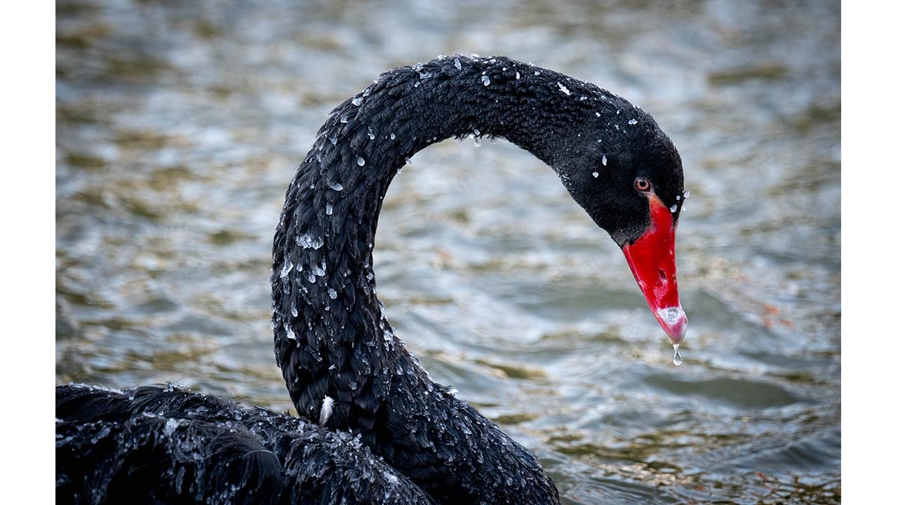 Foto - Ankara'da kuğular bile buz tuttu