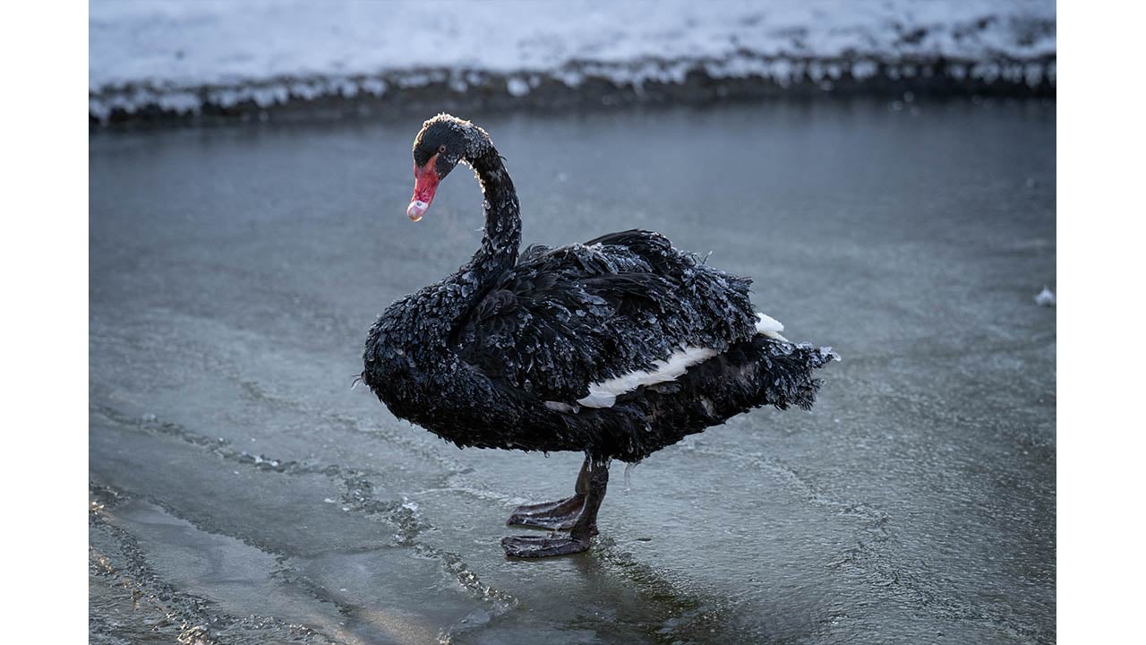 Foto - Ankara'da kuğular bile buz tuttu