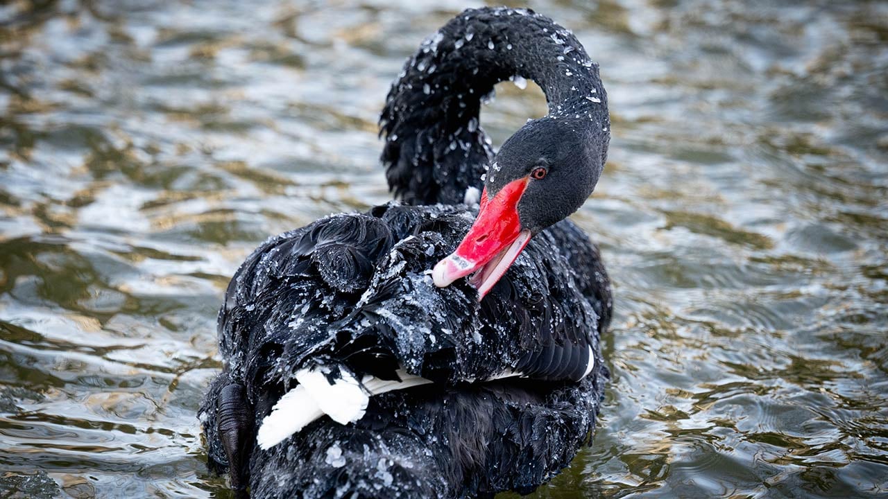 Foto - Ankara'da kuğular bile buz tuttu