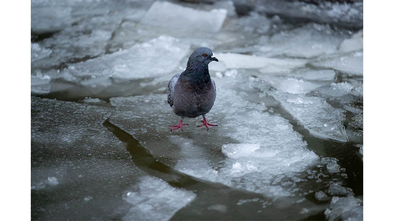 Foto - Ankara'da kuğular bile buz tuttu