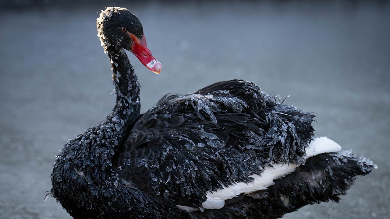 Foto - Ankara'da kuğular bile buz tuttu