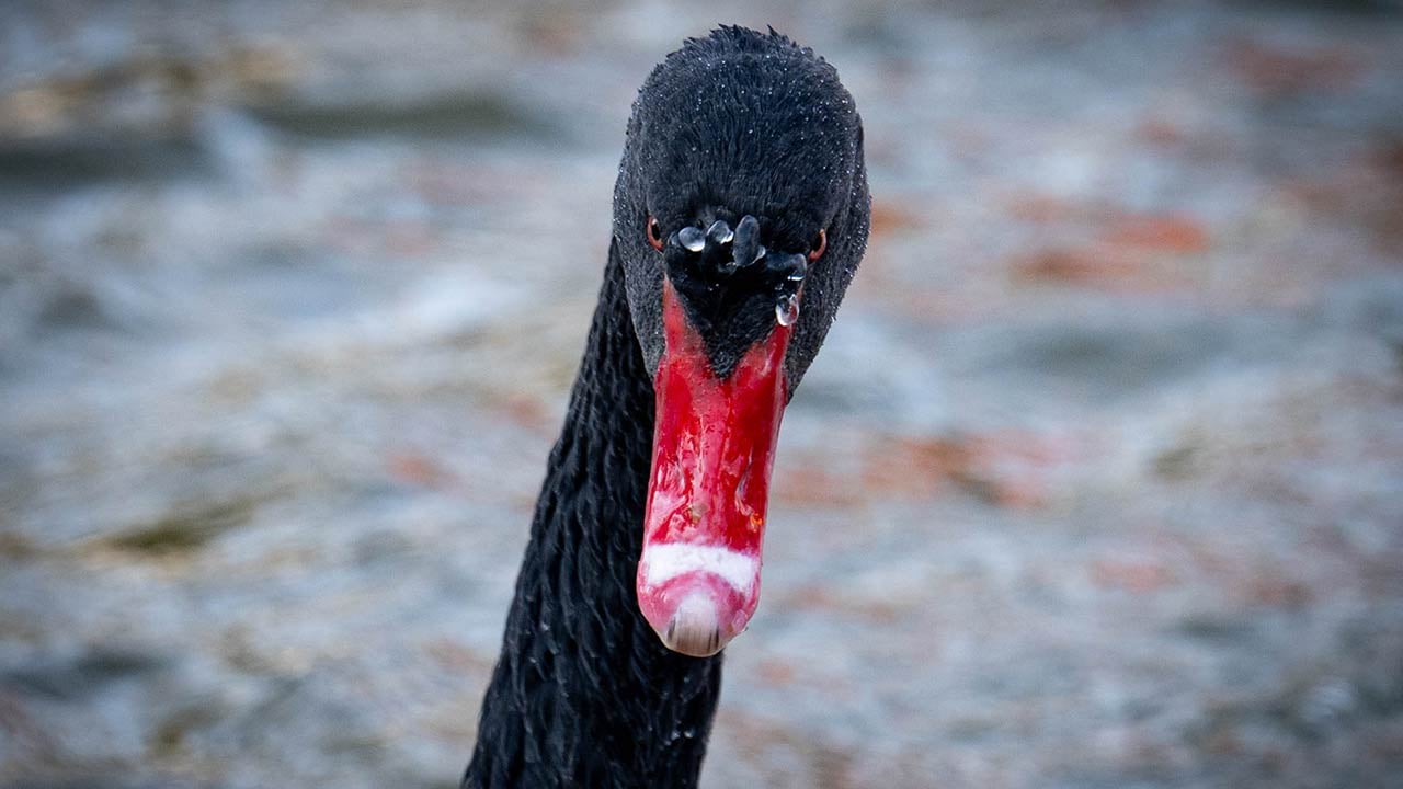 Foto - Ankara'da kuğular bile buz tuttu