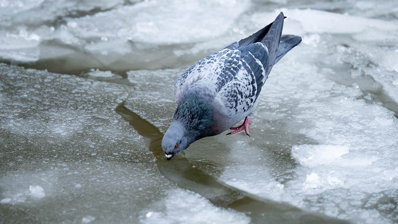 Foto - Ankara'da kuğular bile buz tuttu