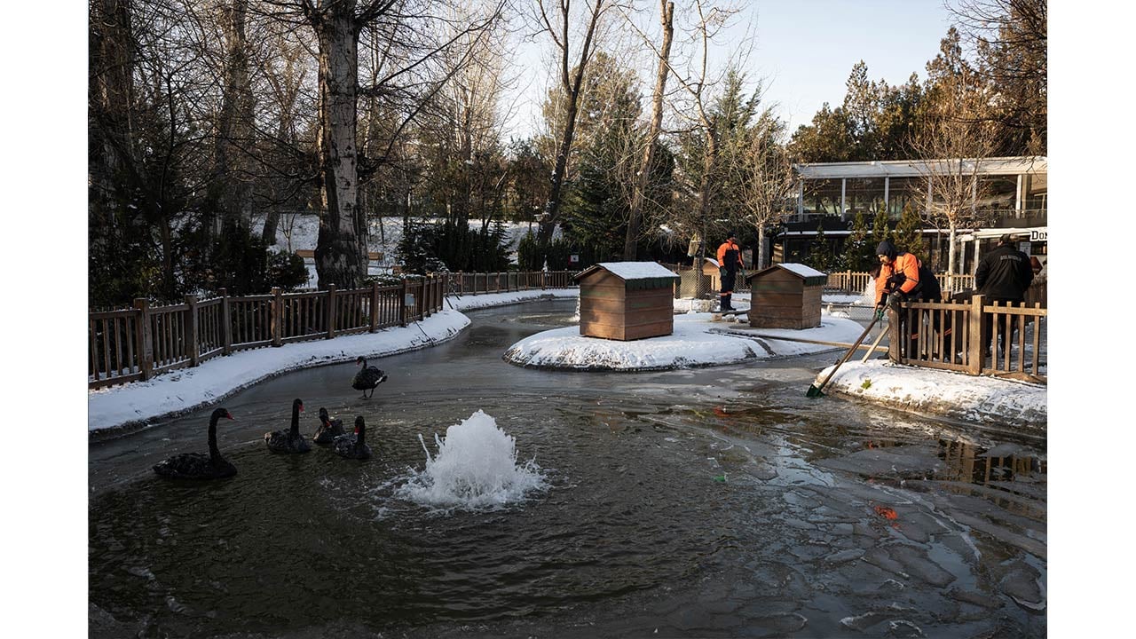 Foto - Ankara'da kuğular bile buz tuttu