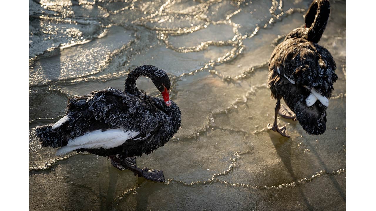 Foto - Ankara'da kuğular bile buz tuttu