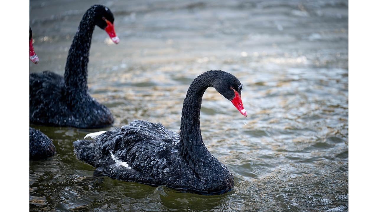 Foto - Ankara'da kuğular bile buz tuttu