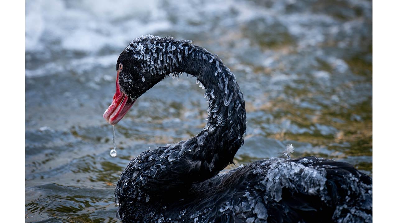 Foto - Ankara'da kuğular bile buz tuttu