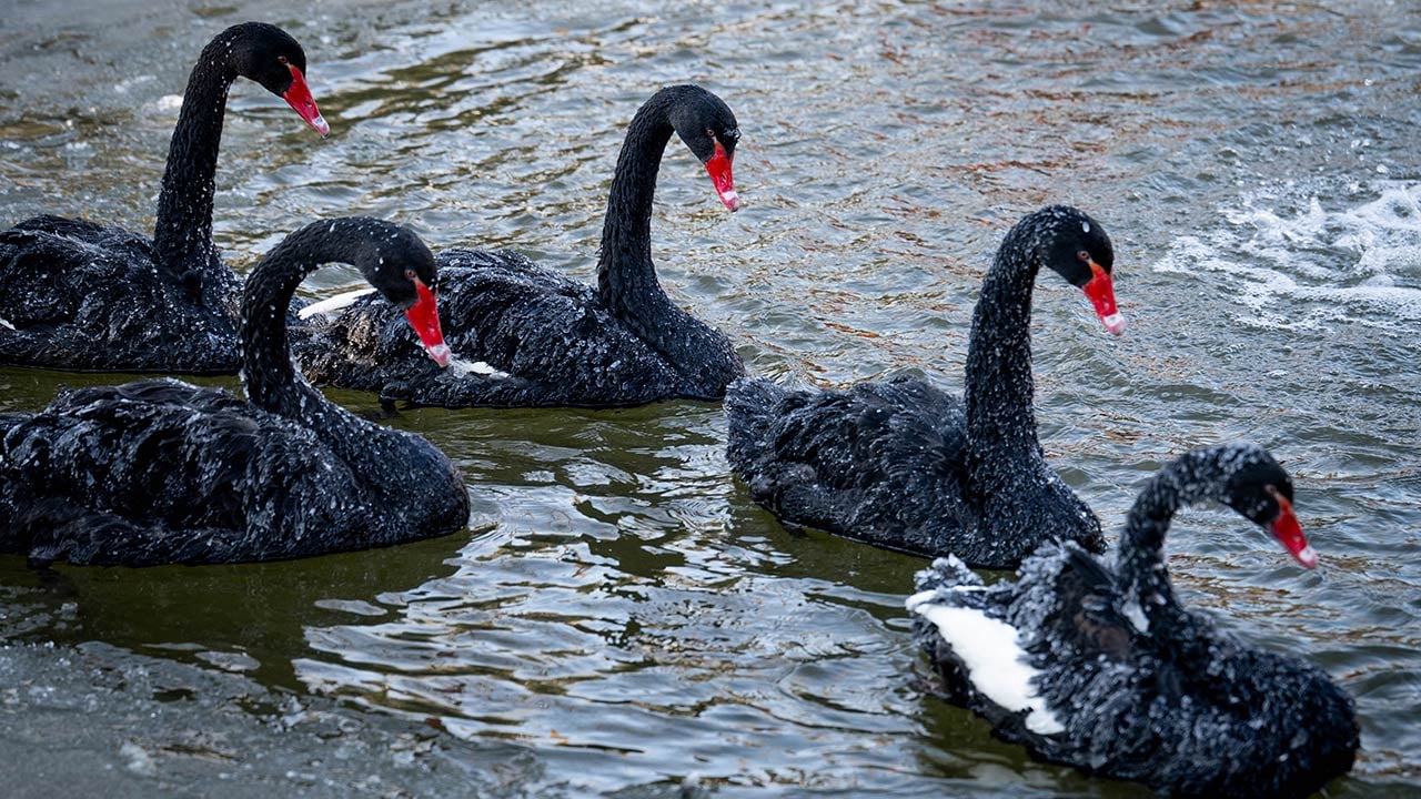 Foto - Ankara'da kuğular bile buz tuttu