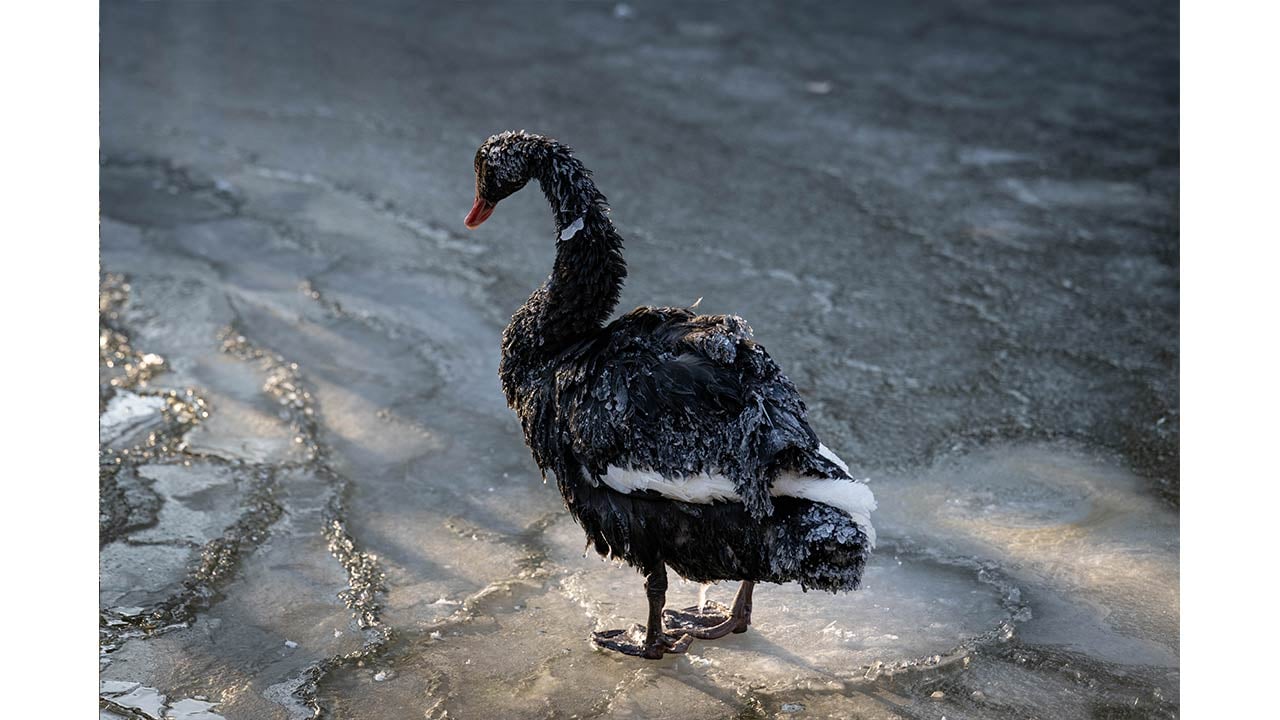 Foto - Ankara'da kuğular bile buz tuttu