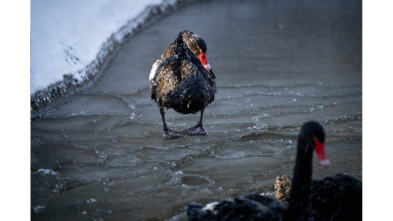 Foto - Ankara'da kuğular bile buz tuttu
