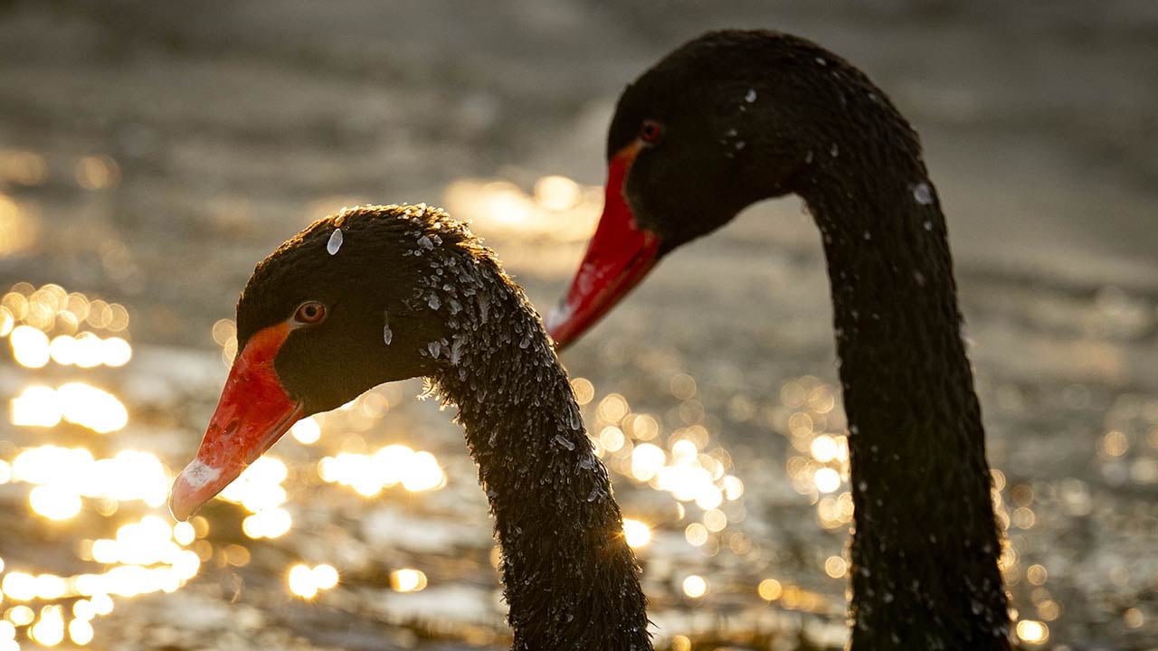 Foto - Ankara'da kuğular bile buz tuttu