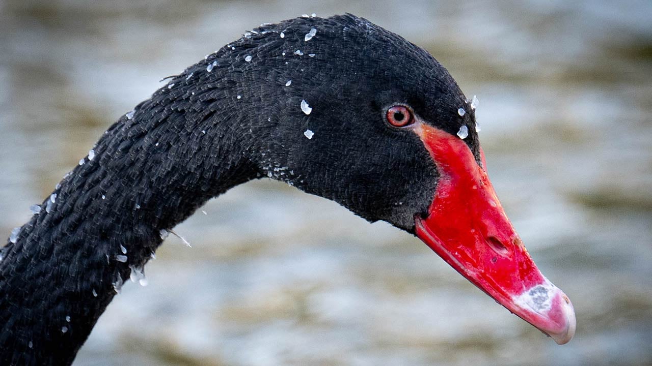 Foto - Ankara'da kuğular bile buz tuttu