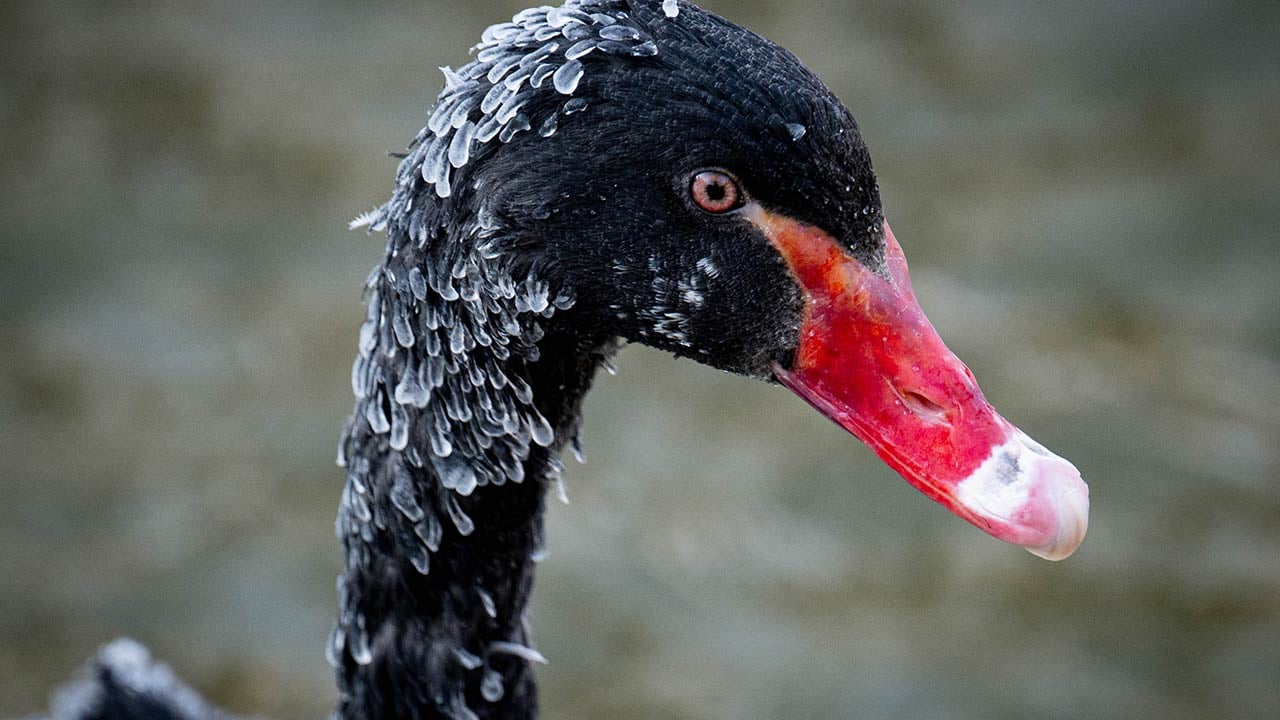 Foto - Ankara'da kuğular bile buz tuttu