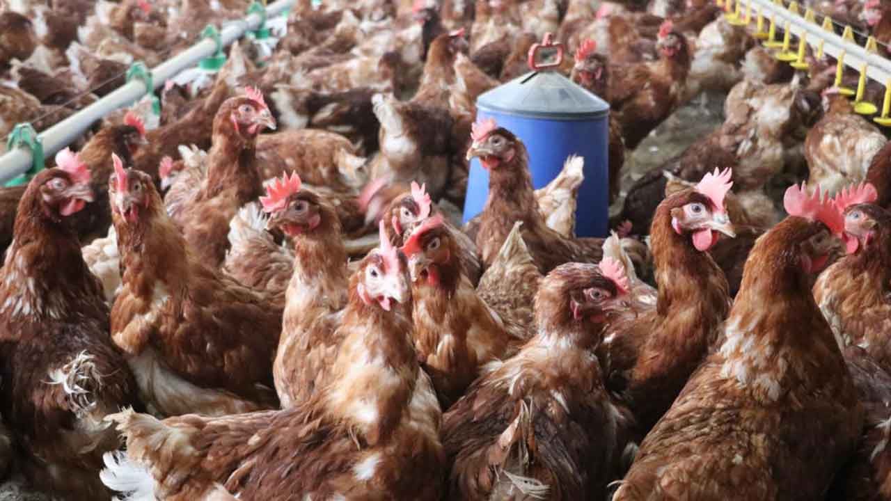 Foto - Ankara'ya geldiler: Amerikalılar Türk devinin yönetimini devralıyor