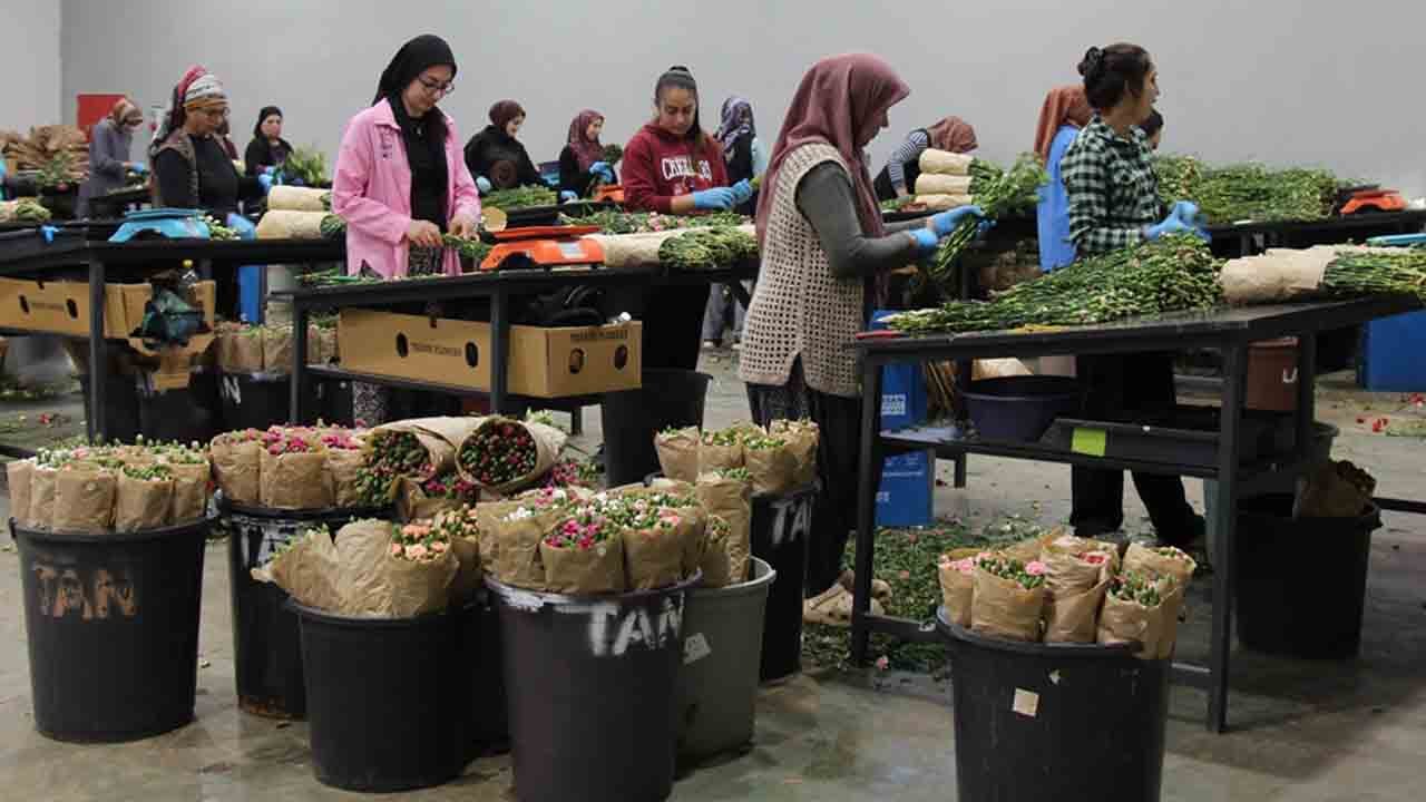 Foto - Anneler Günü için 35 ülkeye 80 milyon dal çiçek gönderildi