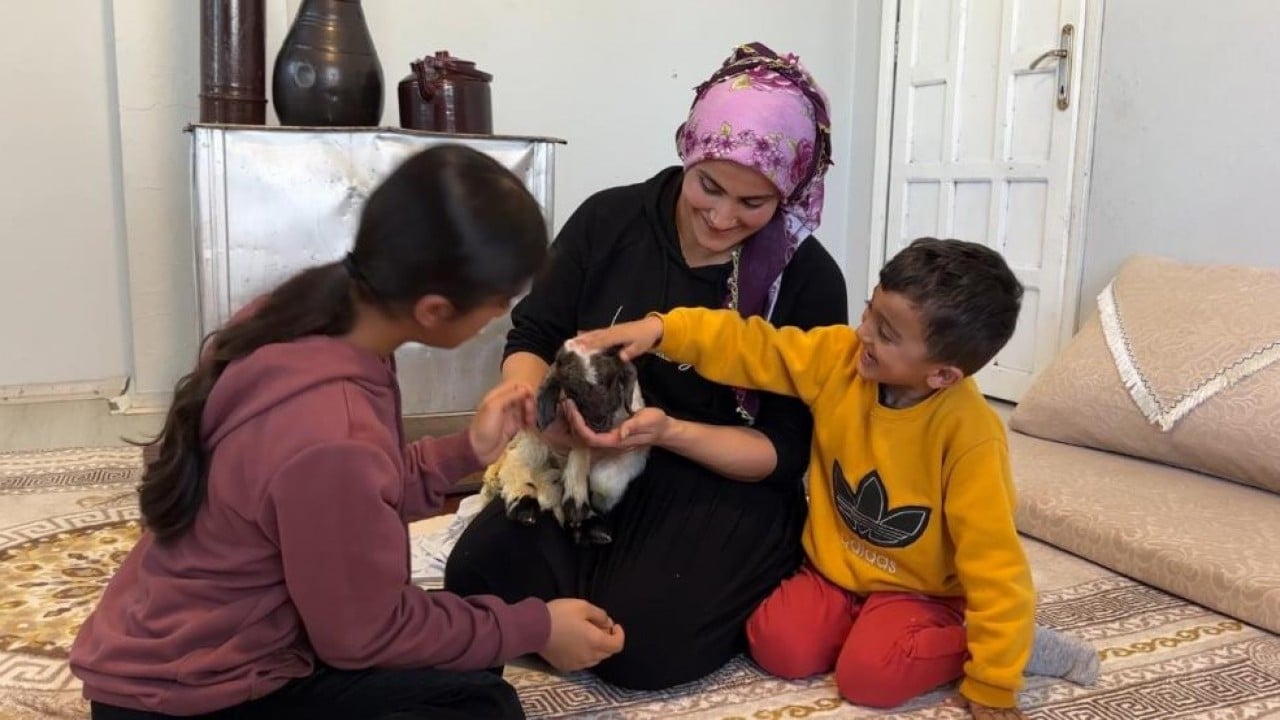 Annesiz kalan kuzu ailenin 'Umut'u oldu