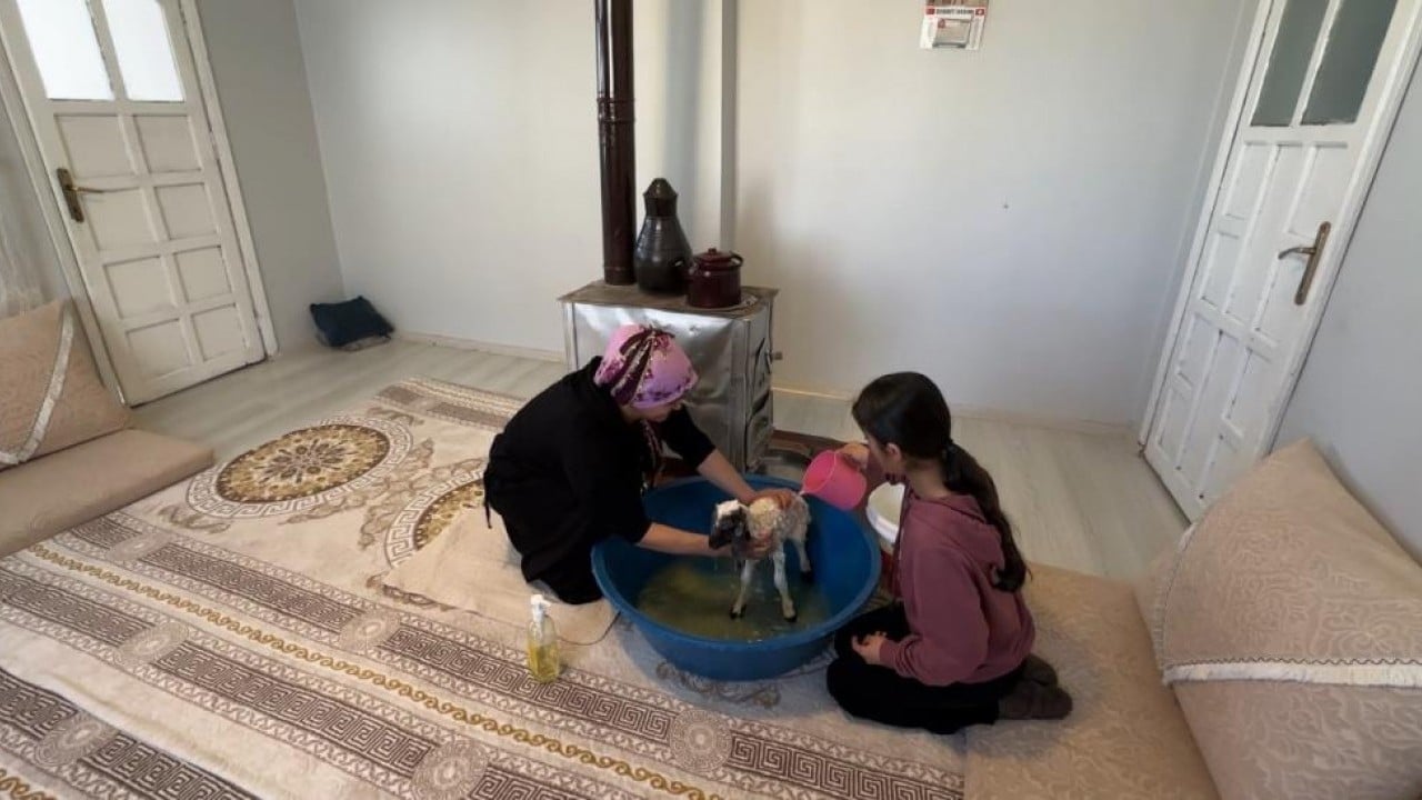 Foto - Annesiz kalan kuzu ailenin 'Umut'u oldu