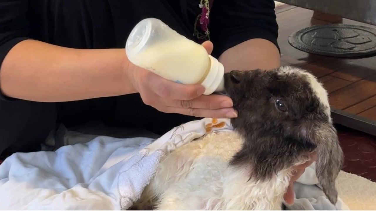 Foto - Annesiz kalan kuzu ailenin 'Umut'u oldu