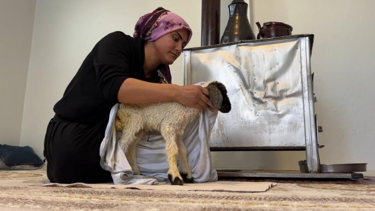 Foto - Annesiz kalan kuzu ailenin 'Umut'u oldu