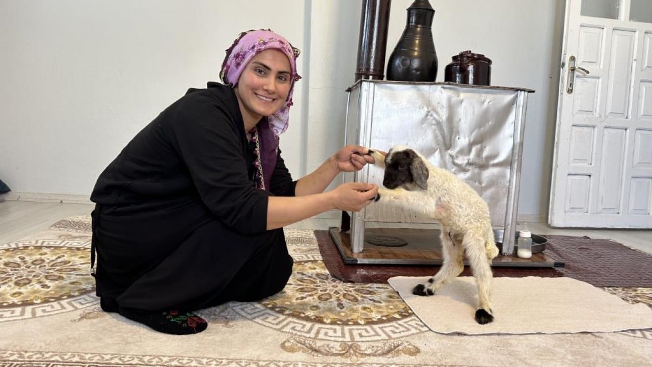 Foto - Annesiz kalan kuzu ailenin 'Umut'u oldu