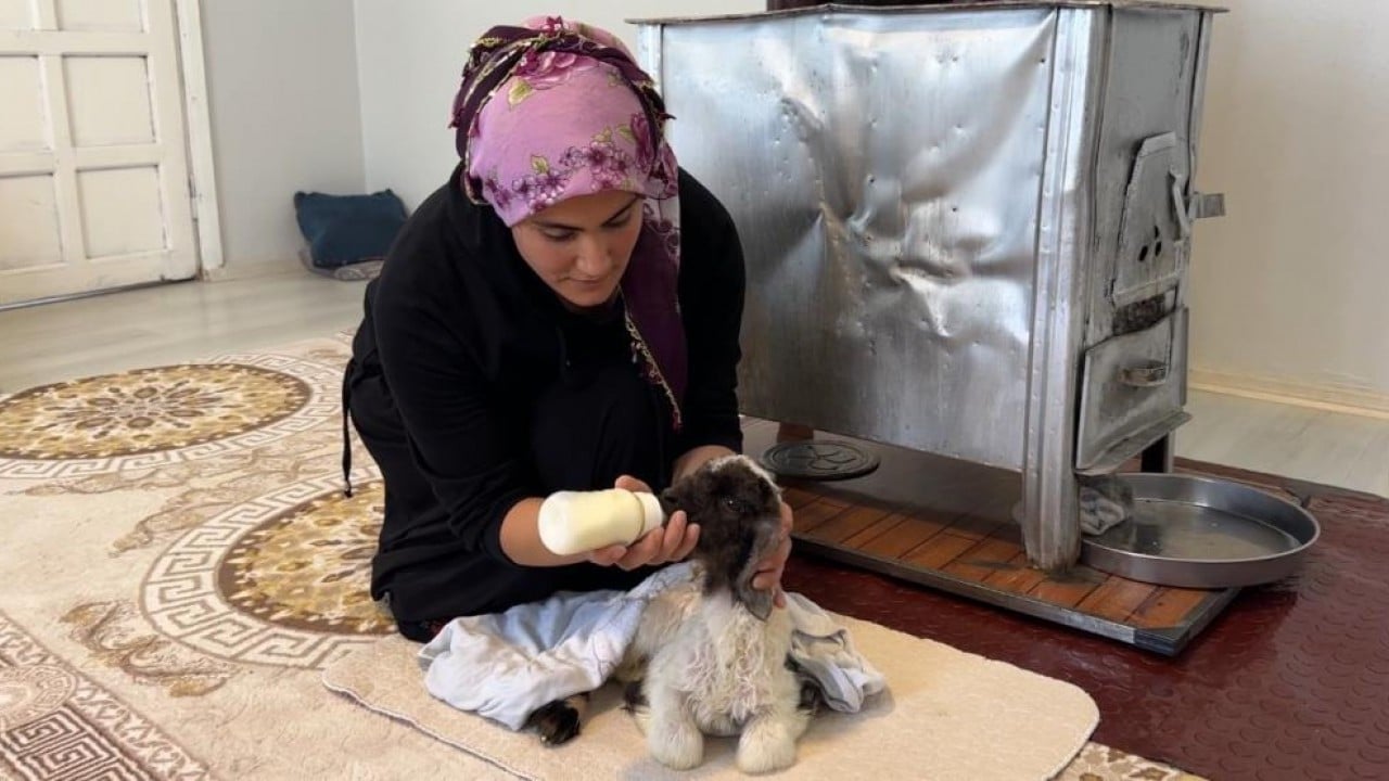 Foto - Annesiz kalan kuzu ailenin 'Umut'u oldu