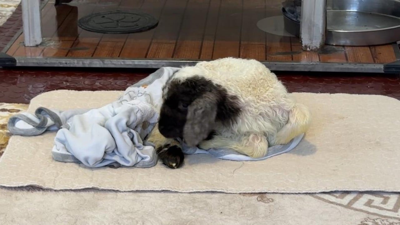 Foto - Annesiz kalan kuzu ailenin 'Umut'u oldu