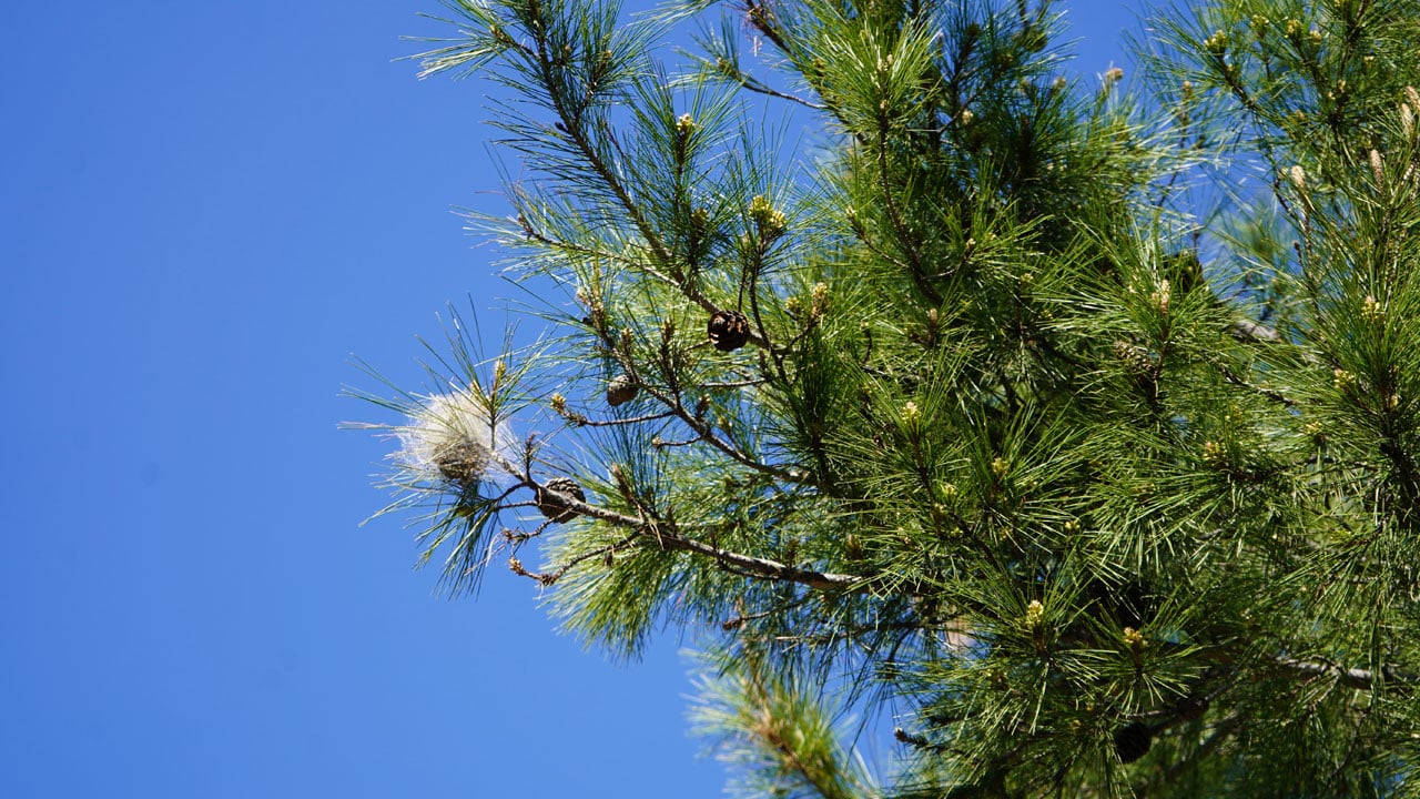 Foto - Antalya’da o tehlike yeniden ortaya çıktı! Çam ağaçlarını istila ettiler