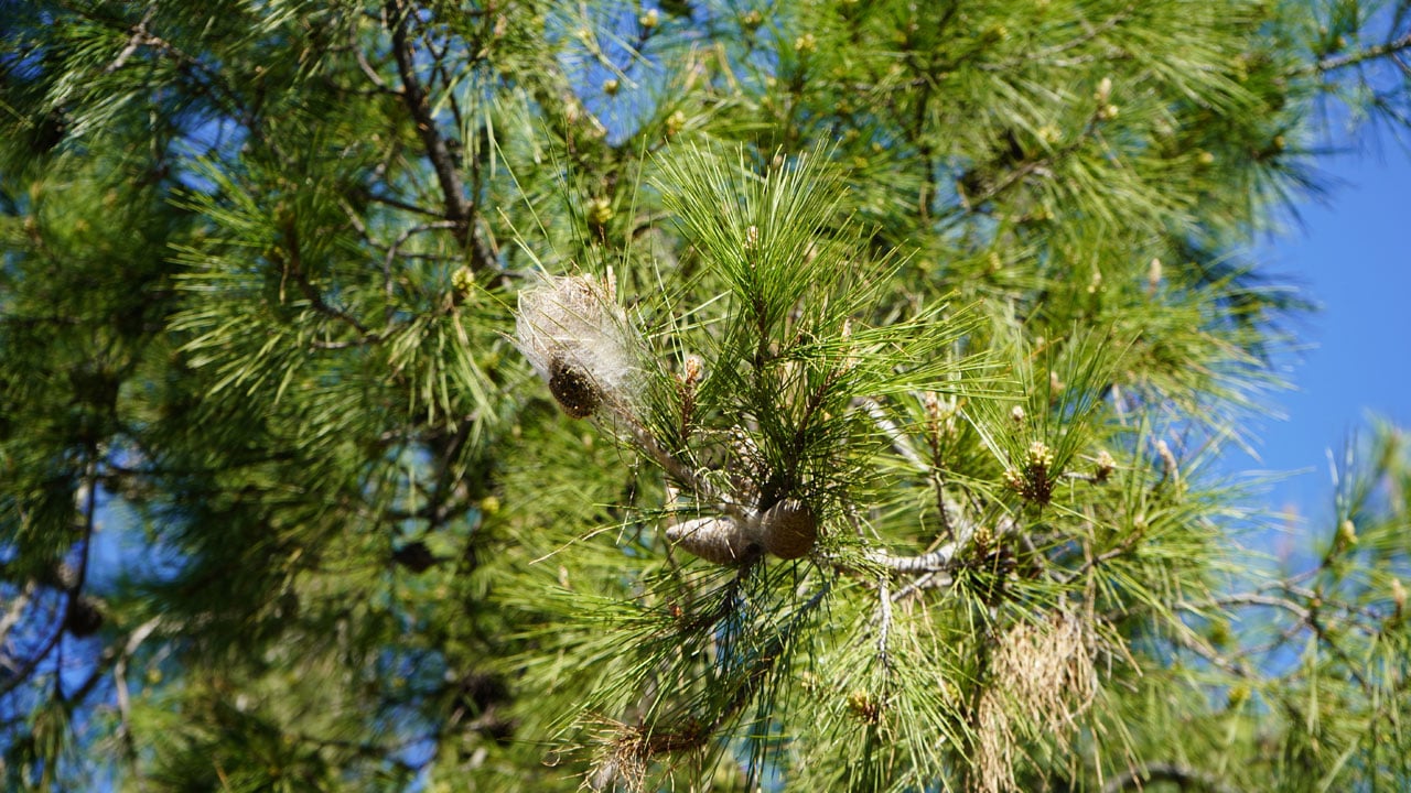 Foto - Antalya’da o tehlike yeniden ortaya çıktı! Çam ağaçlarını istila ettiler