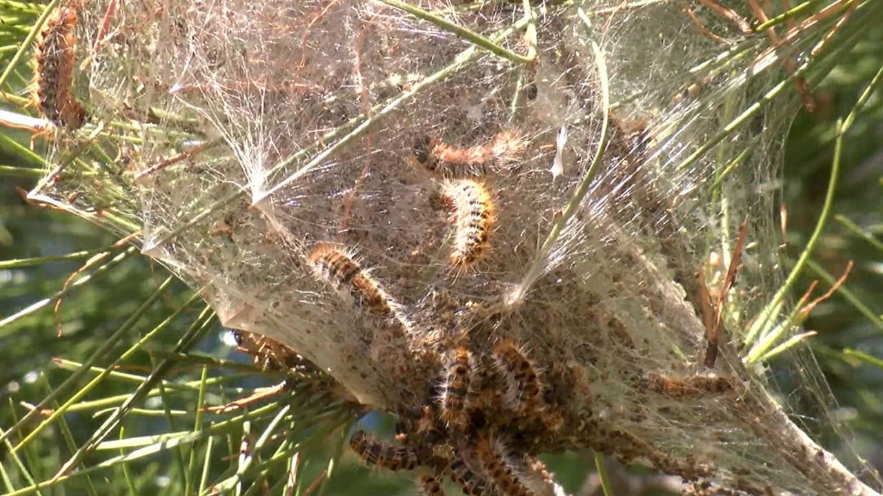 Antalya’da o tehlike yeniden ortaya çıktı! Çam ağaçlarını istila ettiler