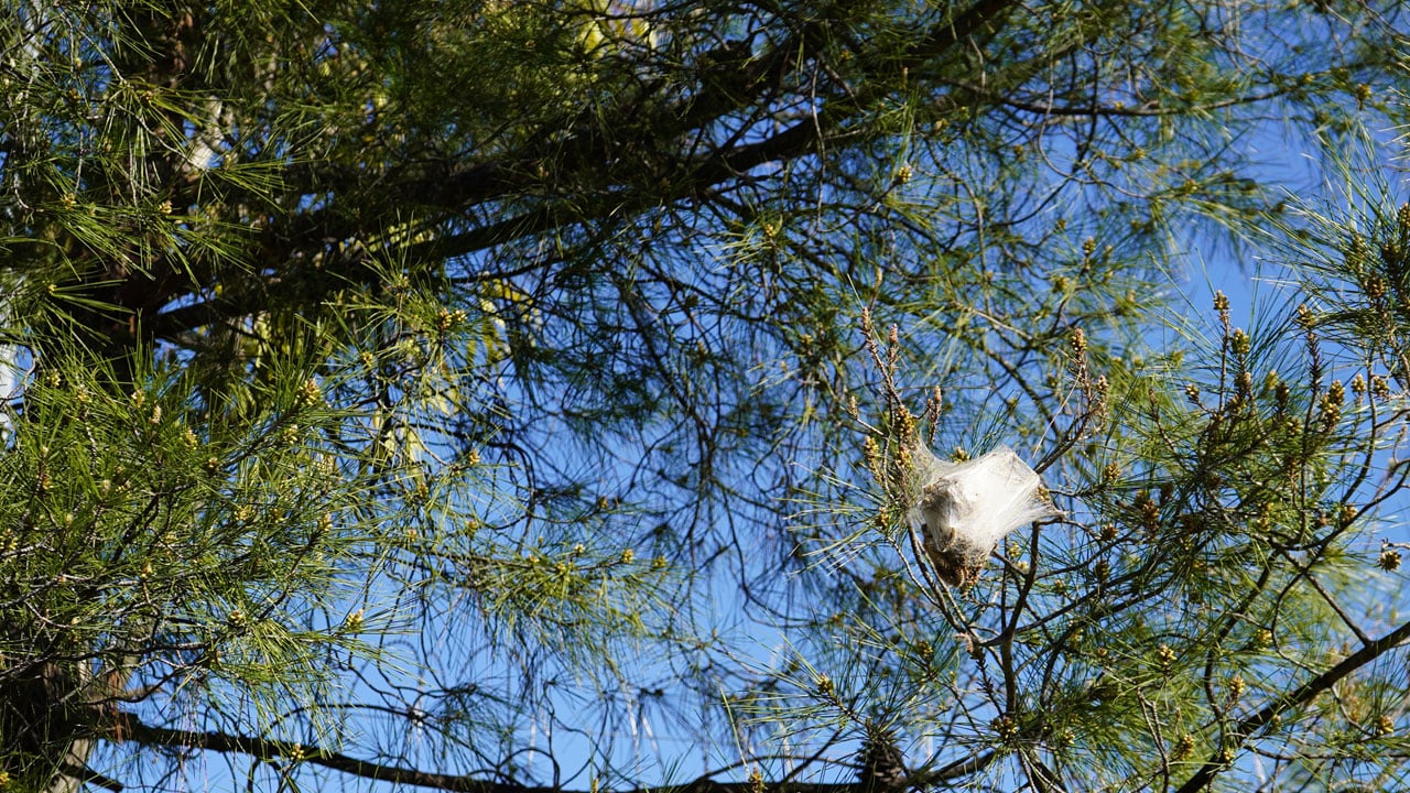 Foto - Antalya’da o tehlike yeniden ortaya çıktı! Çam ağaçlarını istila ettiler