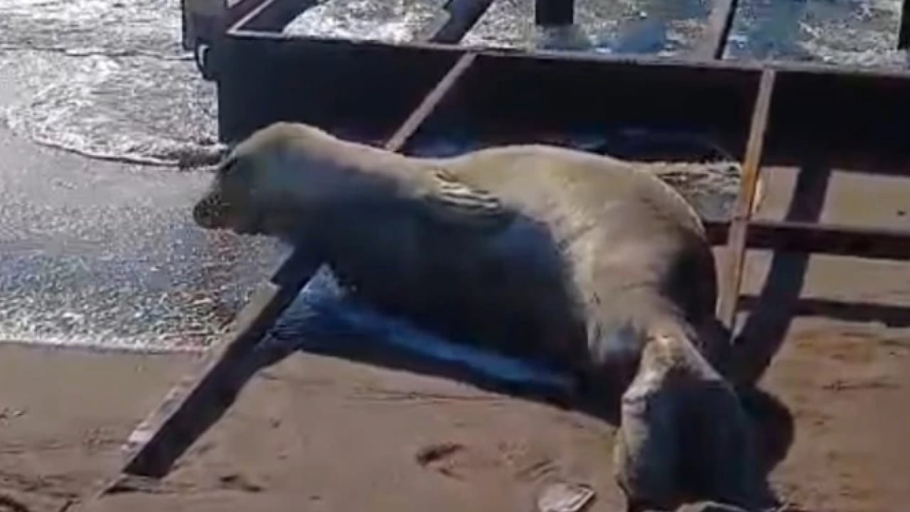 Foto - Antalya’da şaşırtan görüntü! Otelin sahilinde ortaya çıktı